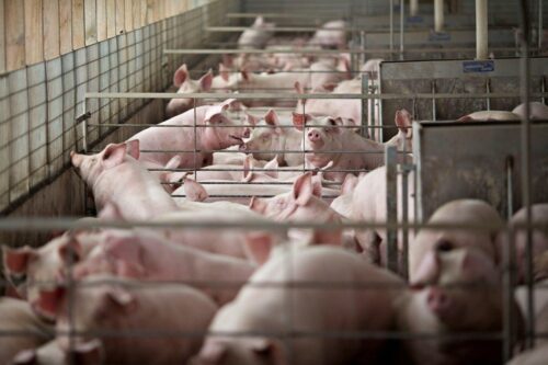 China’s pork price surged last week, live hog price hit highest this year