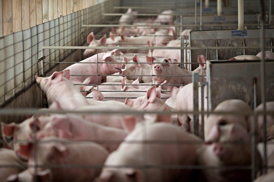 China's live hog futures in Dalian tumbled more than 10 on debut