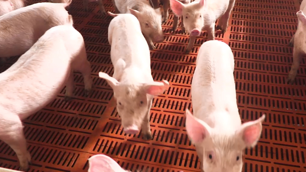 China’s top economic planner NDRC held meeting with top hog breeders, calls for steady supply as price surges