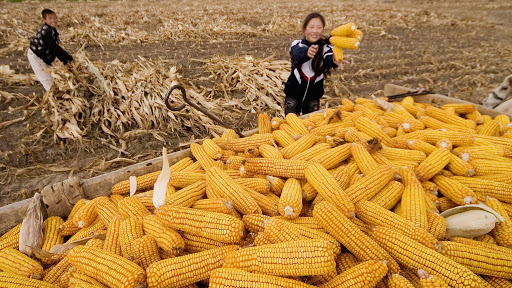 China’s August grain imports surged amid domestic shortfall, corn imports hit highest since May 2016