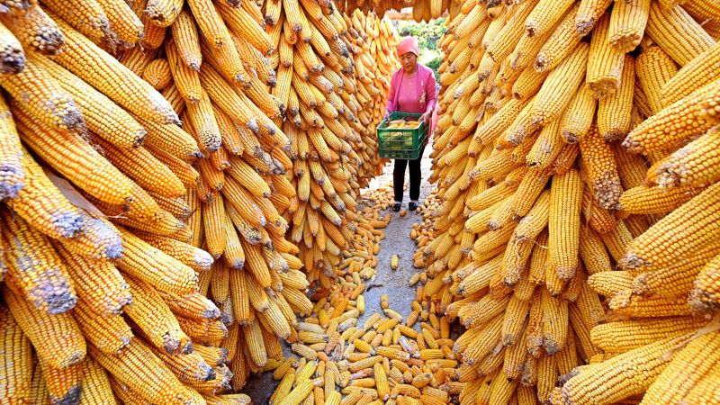 China’s corn futures hit new record high on rising feed demand as pig herd recovers