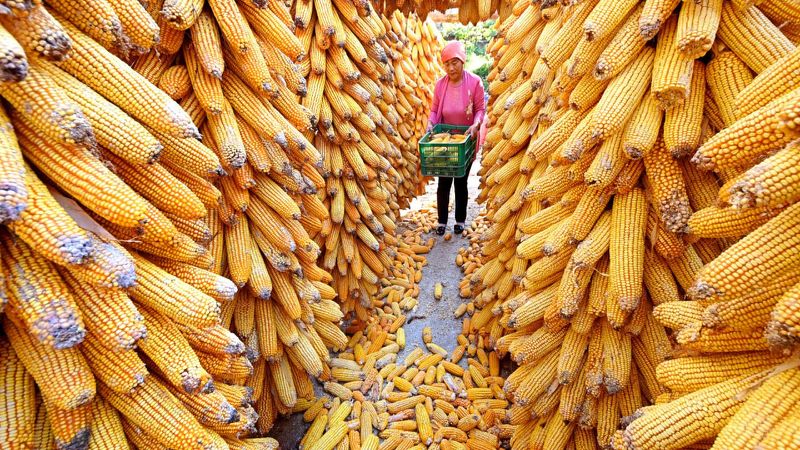 China’s Corn Futures Hit New High Amid Planting Concerns in US, Uncertainties from Russia-Ukraine Conflict