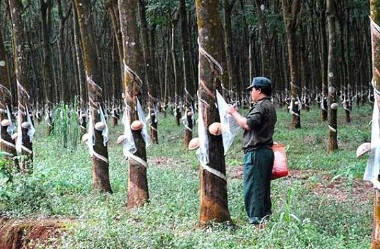 China’s rubber price hit two-year high amid tight supply, growing demand