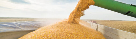 CommodityChina’s Soybean Meal and Rapeseed Meal Futures Drop Amid Trade Talk Optimism and Import Pressure