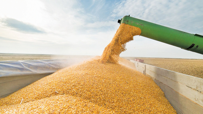 soymeal