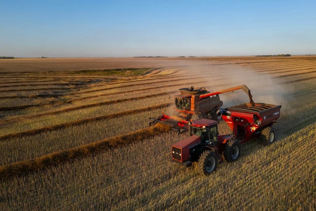 rapeseed meal