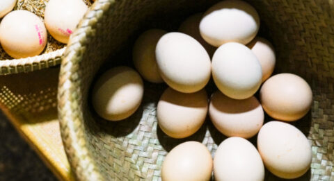 egg